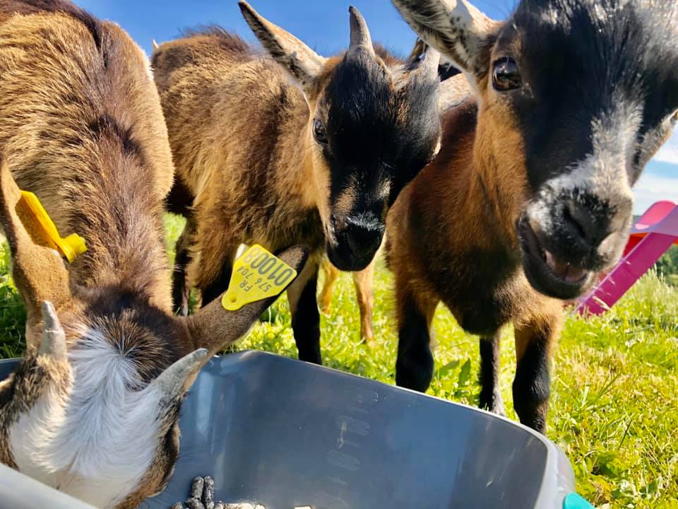 Goats at VeloGites