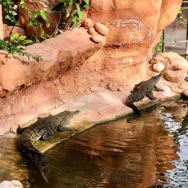 Visiting Planète Crocodiles in Civaux, Vienne