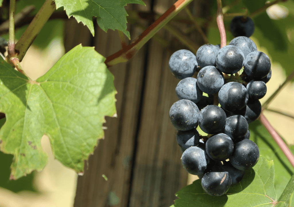 Grapes - Photo by Alex Lancashire - Getty / Canva