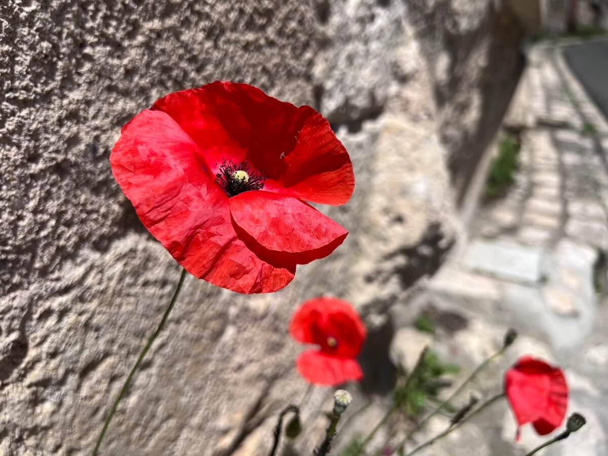 Poppies in Angles