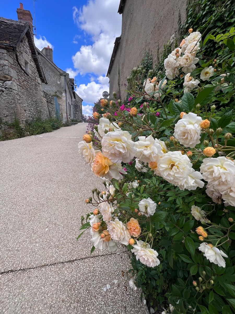 Roses and village alleyway