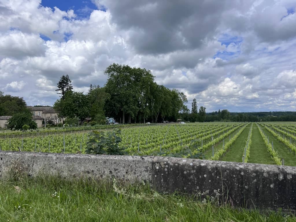 Vineyards around Bourg