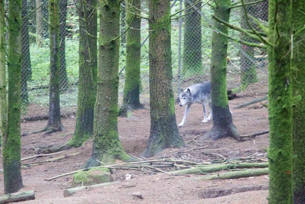 Wolf Sanctuary, Guèret
