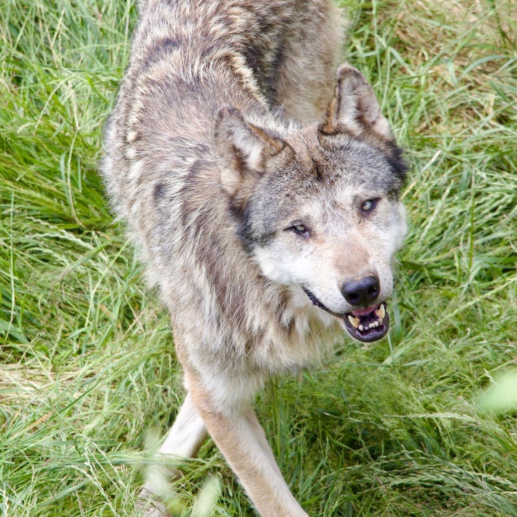 Wolf Sanctuary, Guèret