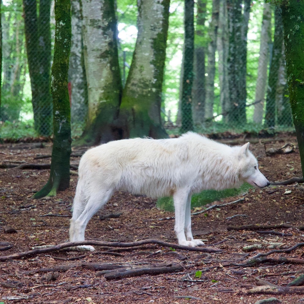 Arctic Wolf, Les Loups des Chabrières
