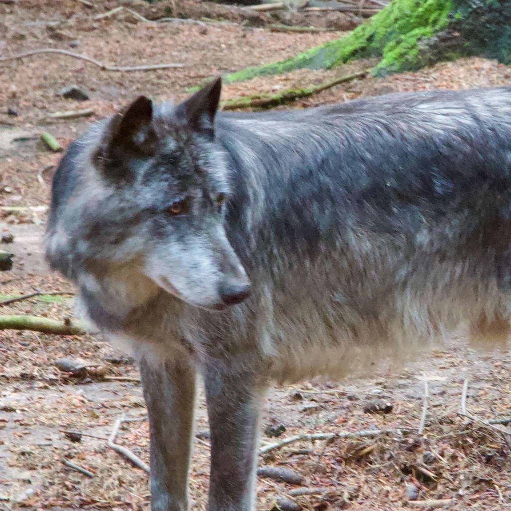 Wolf Sanctuary, Guèret