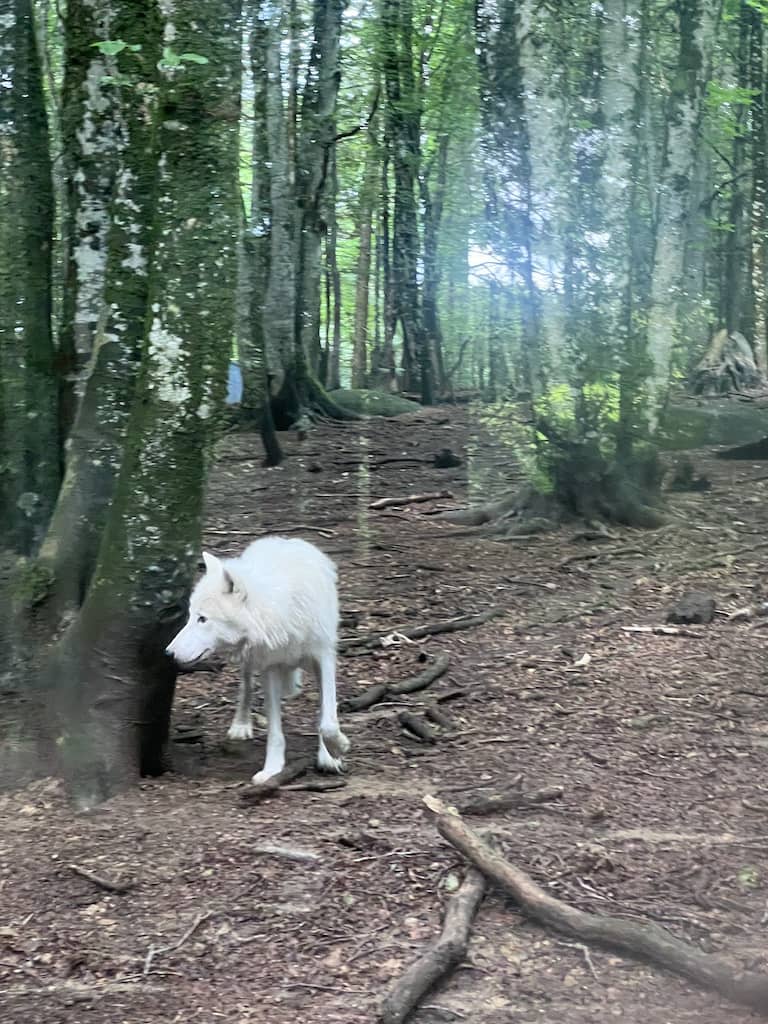 Wolf Sanctuary, Gueret