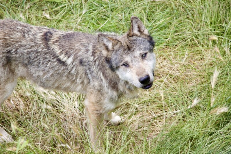Visiting the Wolf Sanctuary at Chabrières, Guéret