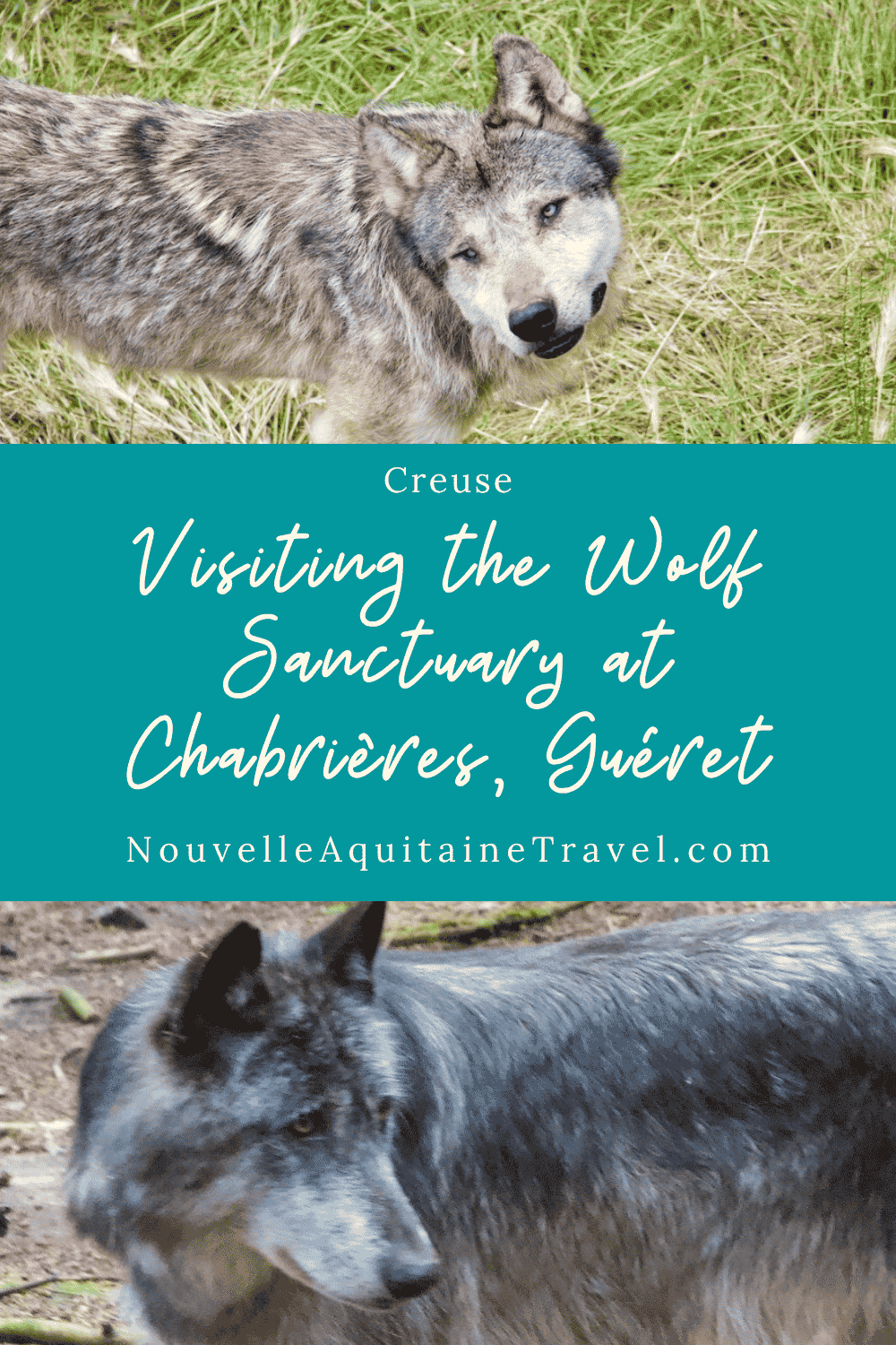 Visiting the Wolf Sanctuary at Chabrières, Guéret