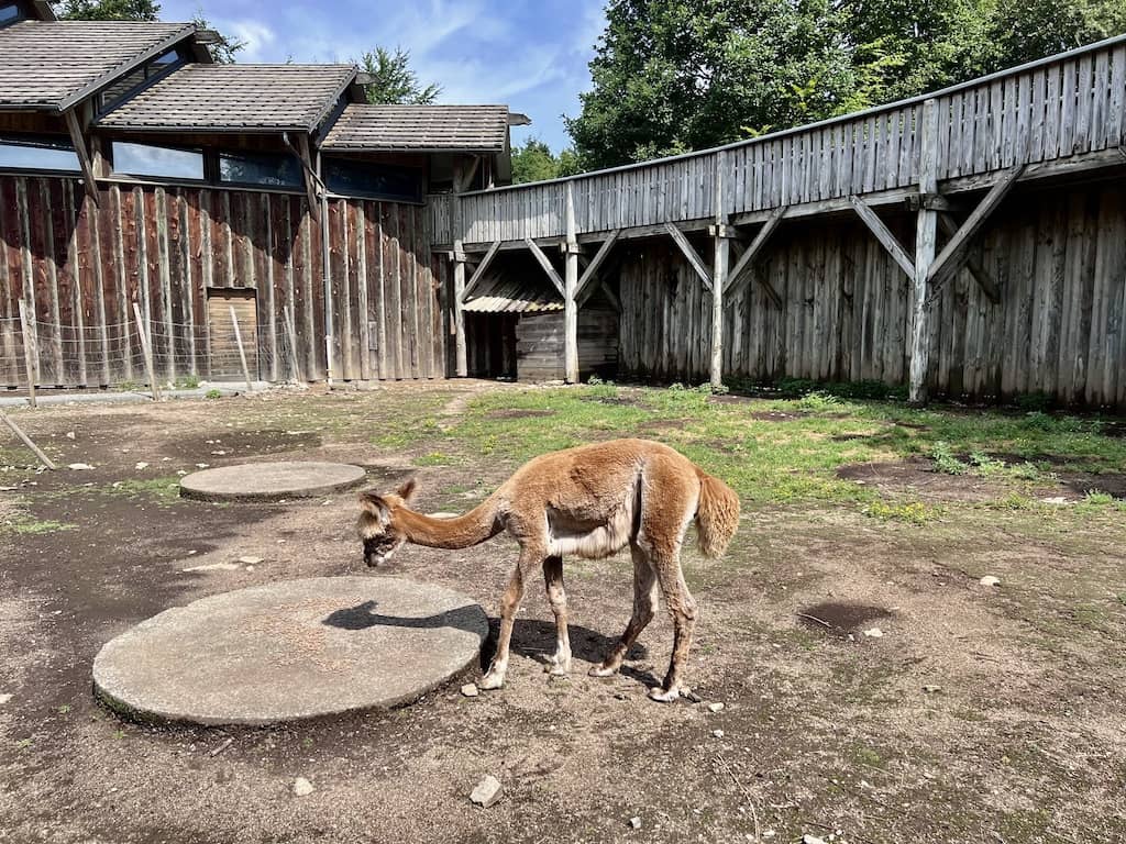 Farm animals at Wolf Sanctuary, Gueret