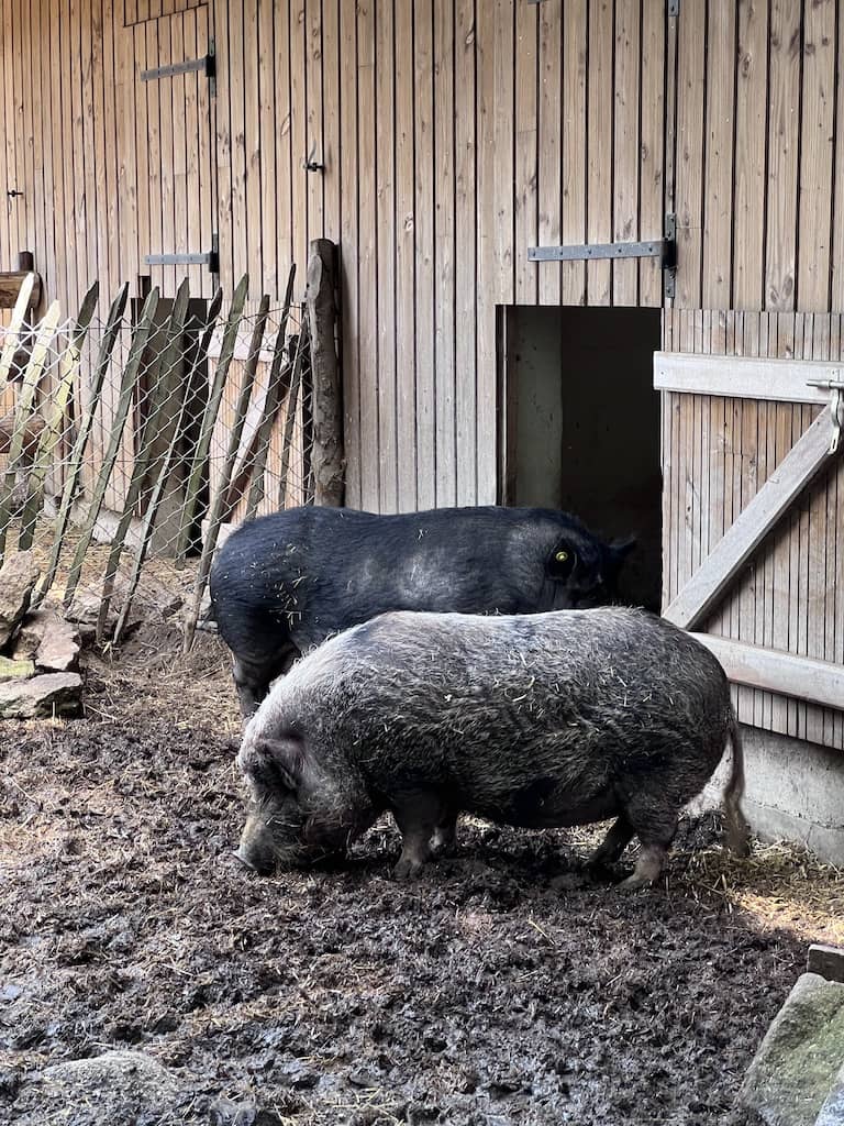 Farm animals at Wolf Sanctuary, Gueret