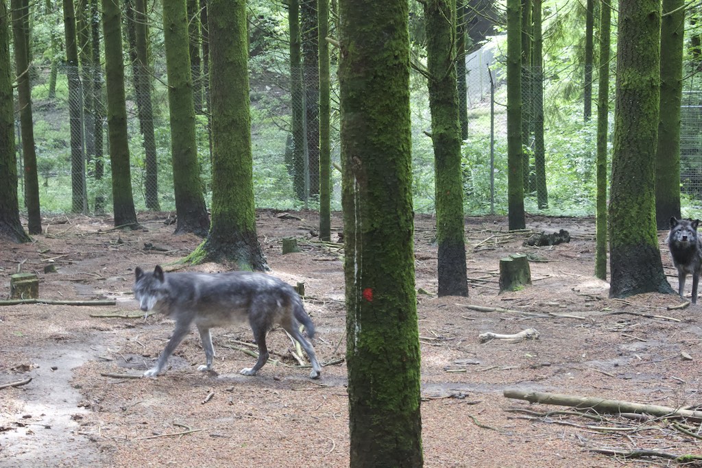 Wolf Sanctuary, Gueret